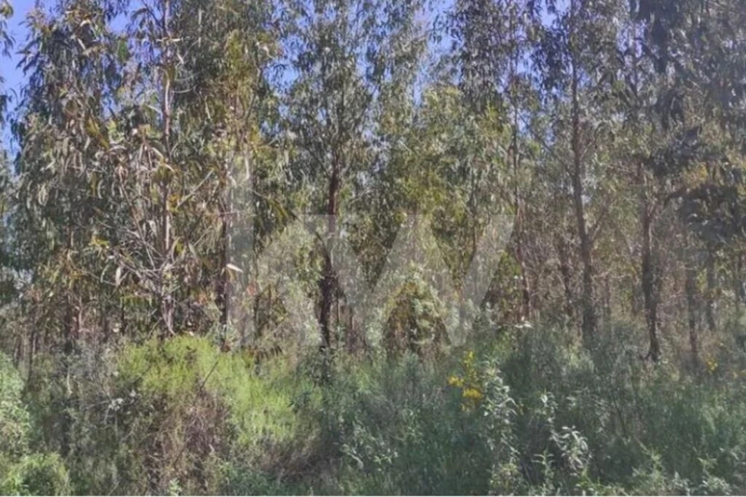 Terreno para Venda em Penamacor Foto 8