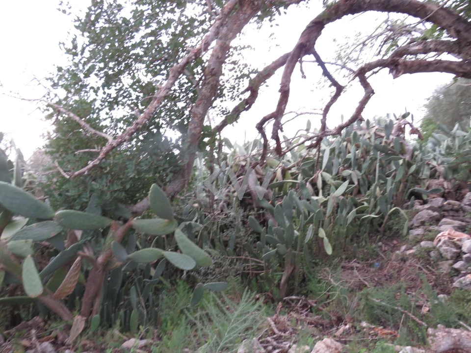 Moradia T1 para Venda em Alcantarilha e Pêra Foto 9