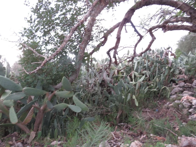 Moradia T1 para Venda em Alcantarilha e Pêra Foto 9