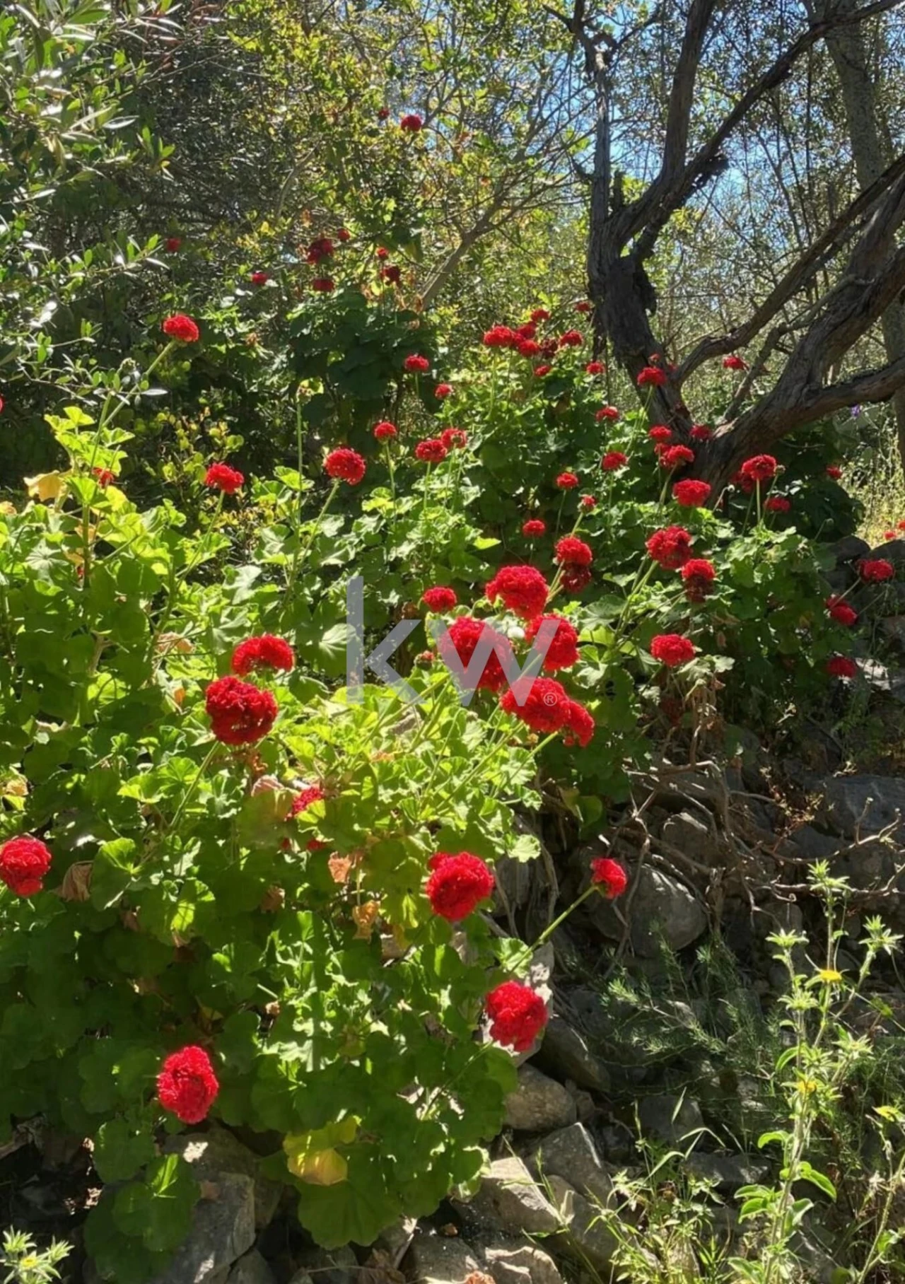 Moradia T1 para Venda em Alcantarilha e Pêra Foto 18