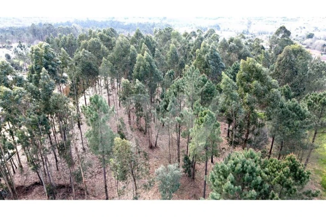 Terreno para Venda em Lobão, Gião, Louredo e Guisande Foto 24