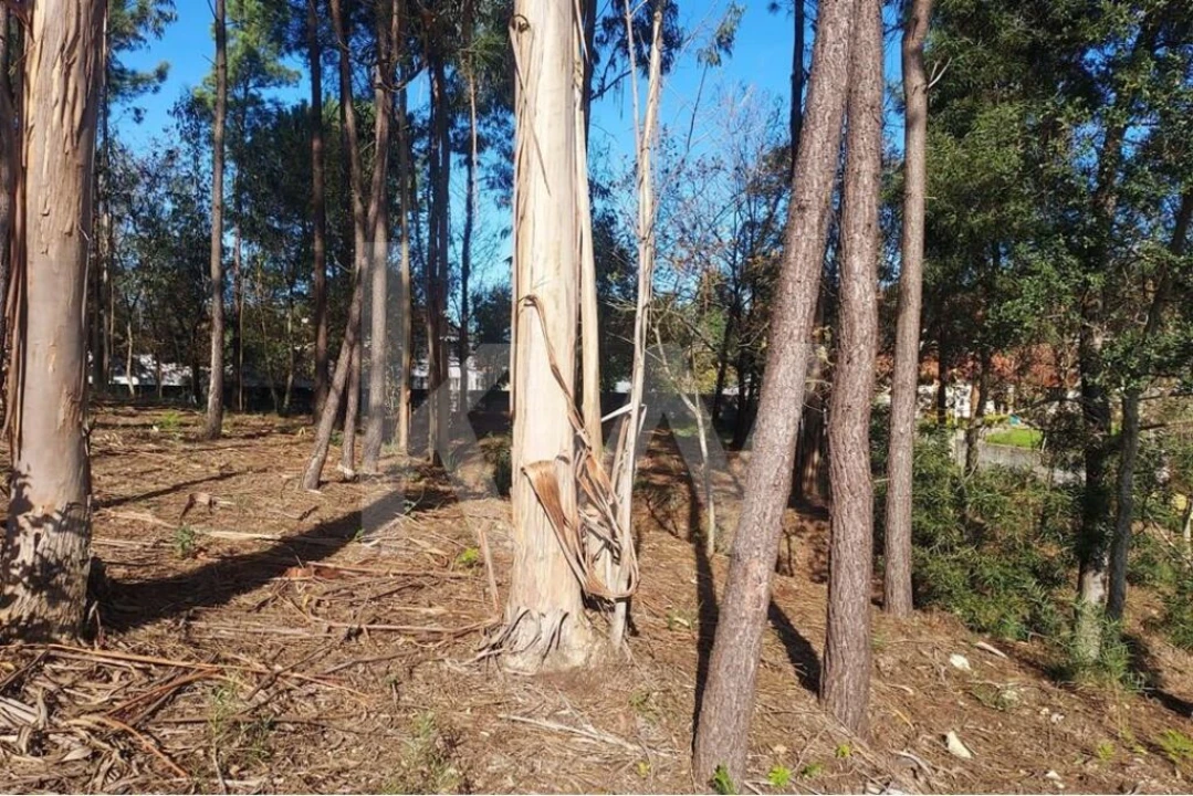 Terreno para Venda em Lobão, Gião, Louredo e Guisande Foto 18