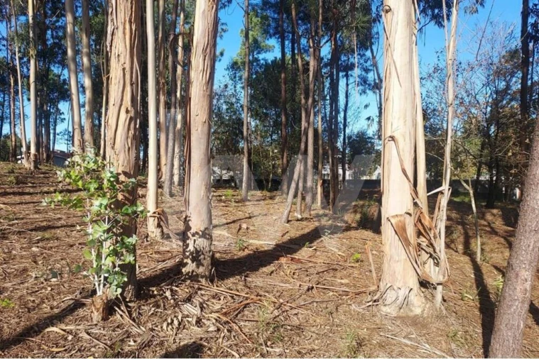 Terreno para Venda em Lobão, Gião, Louredo e Guisande Foto 20