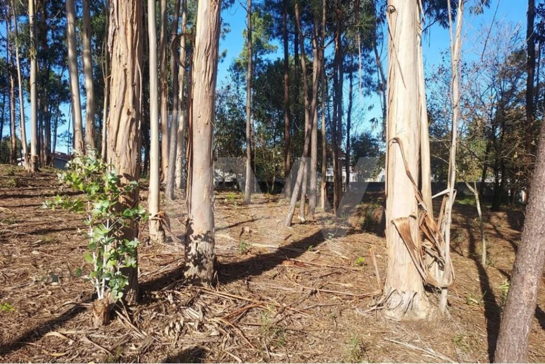 Terreno para Venda em Lobão, Gião, Louredo e Guisande Foto 17