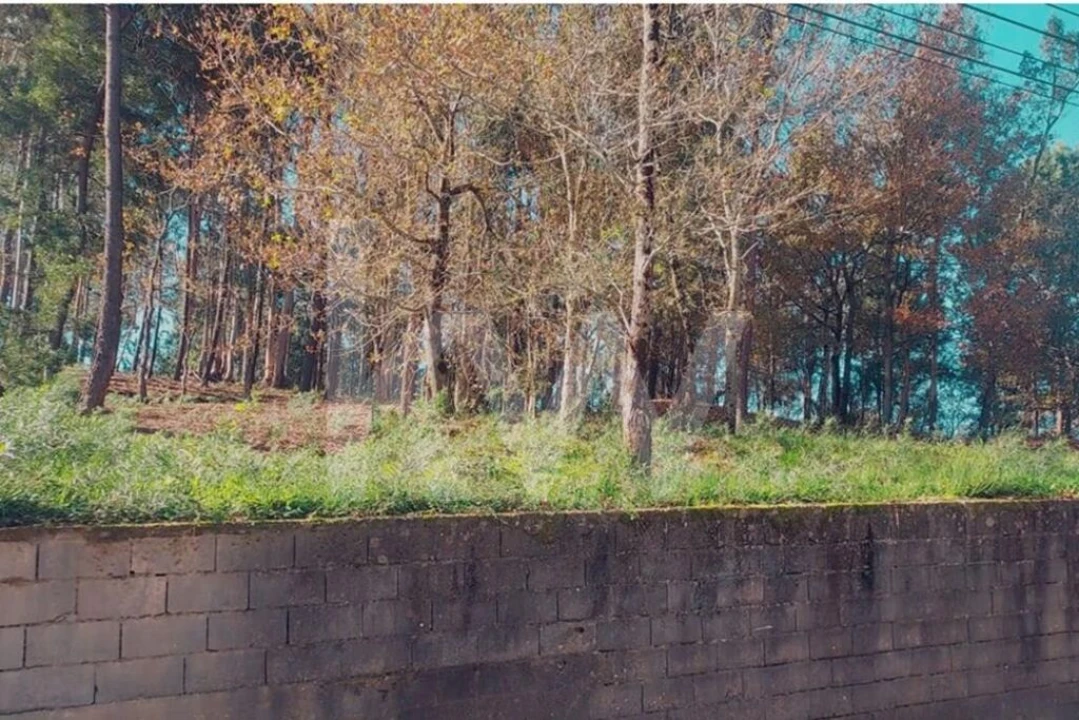 Terreno para Venda em Lobão, Gião, Louredo e Guisande Foto 3