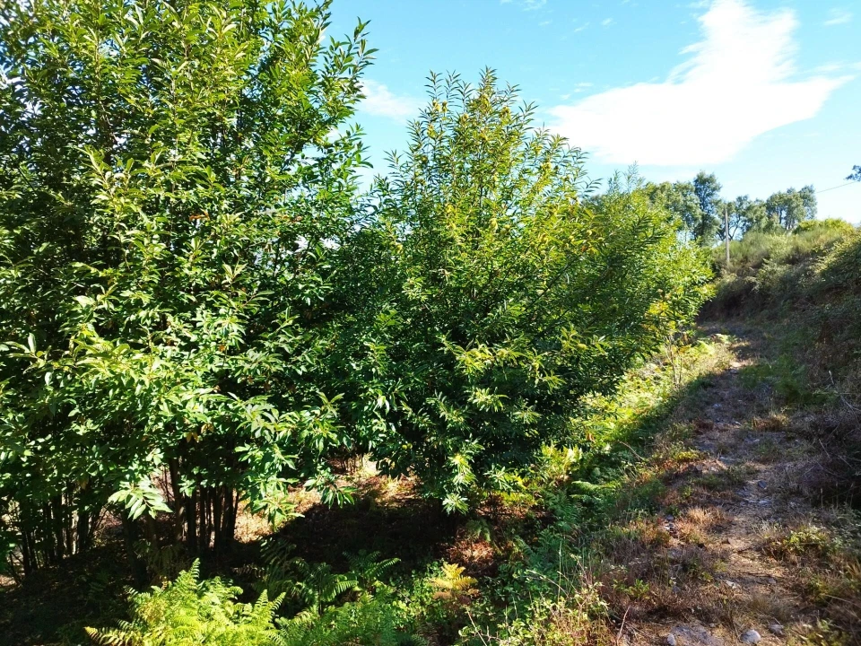 Quinta T4 para Venda em Monchique Foto 20