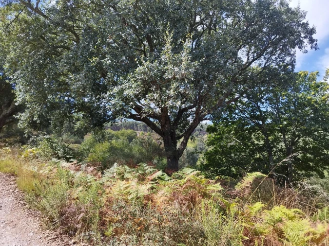 Quinta T4 para Venda em Monchique Foto 8