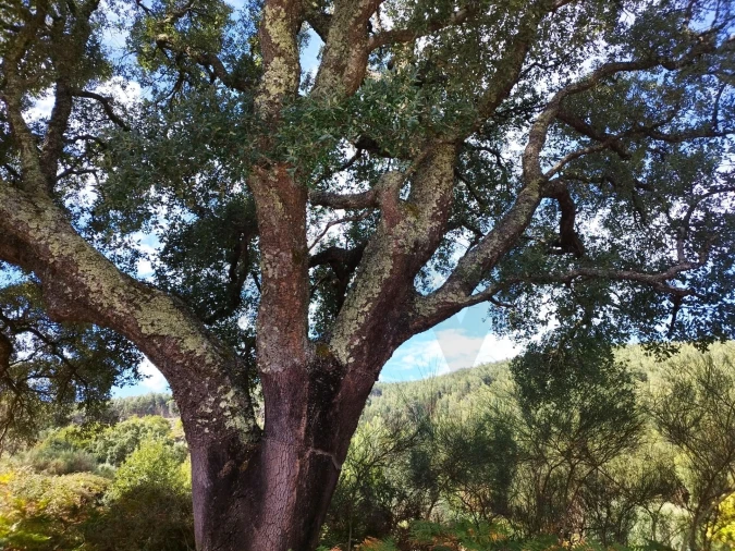 Quinta T4 para Venda em Monchique Foto 3