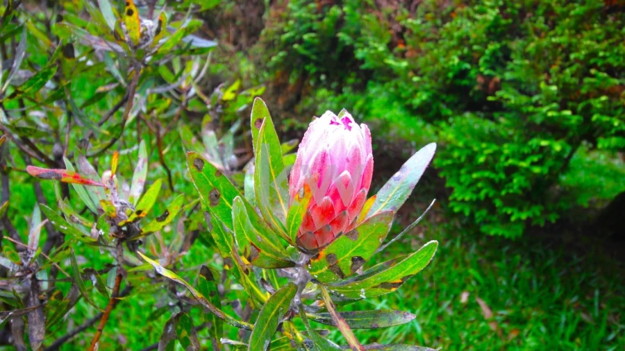 Quinta T9 para Venda em Santo Antonio da Serra Foto 60