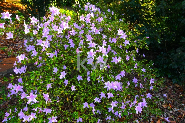 Quinta T9 para Venda em Santo Antonio da Serra Foto 84