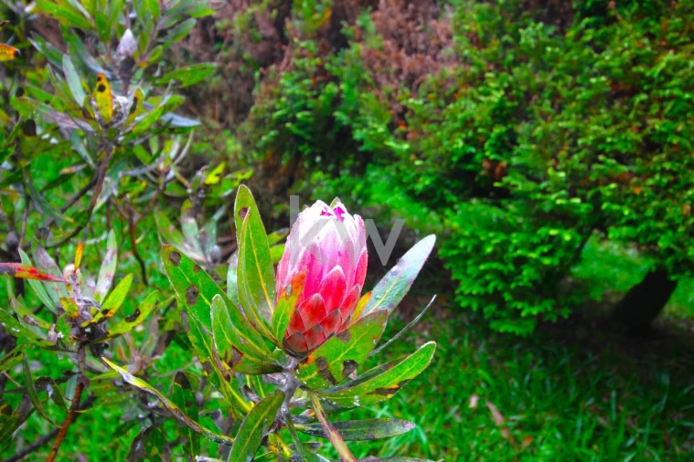 Quinta T9 para Venda em Santo Antonio da Serra Foto 59
