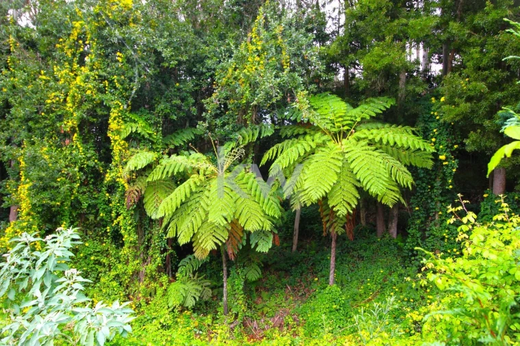 Quinta T9 para Venda em Santo Antonio da Serra Foto 44
