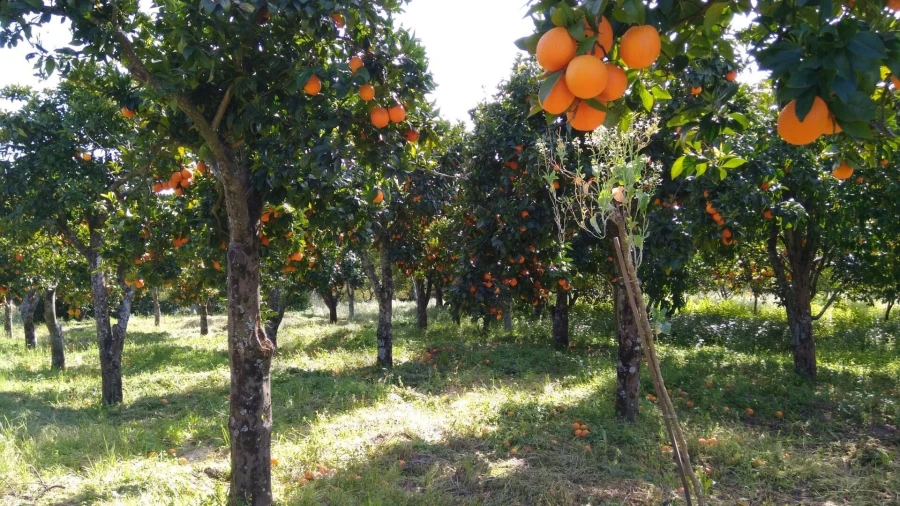 Moradia T2 para Venda em Carregueira Foto 31