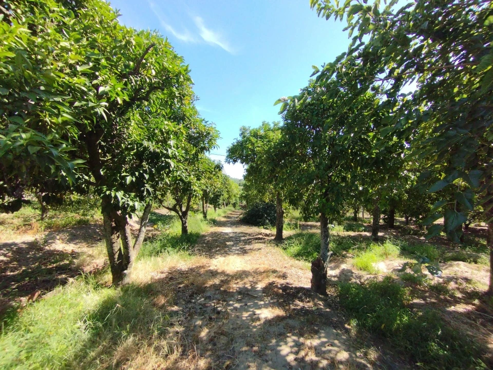 Moradia T2 para Venda em Carregueira Foto 32