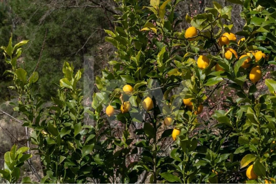 Quinta T8 para Venda em Belmonte e Colmeal da Torre Foto 75
