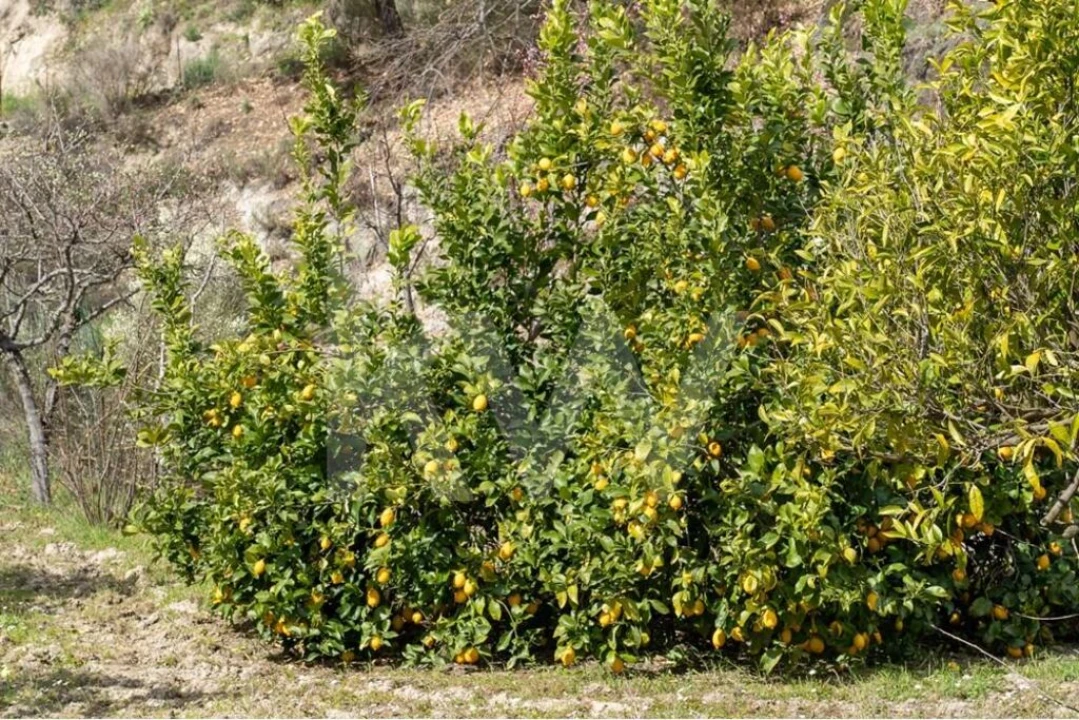 Quinta T8 para Venda em Belmonte e Colmeal da Torre Foto 74