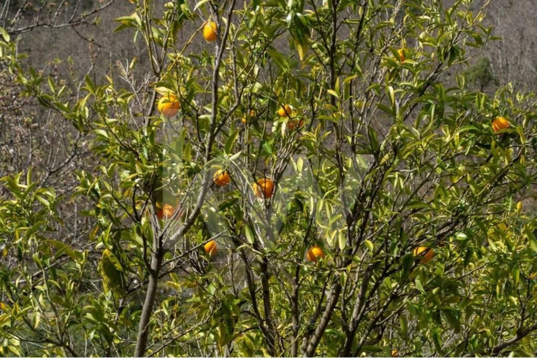 Quinta T8 para Venda em Belmonte e Colmeal da Torre Foto 14