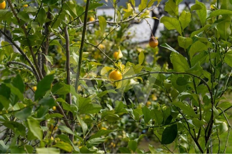 Quinta T8 para Venda em Belmonte e Colmeal da Torre Foto 13