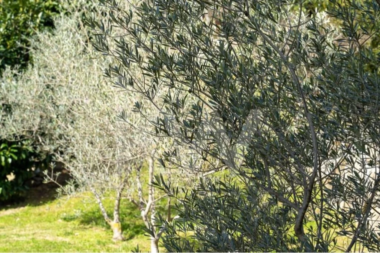 Quinta T8 para Venda em Belmonte e Colmeal da Torre Foto 72