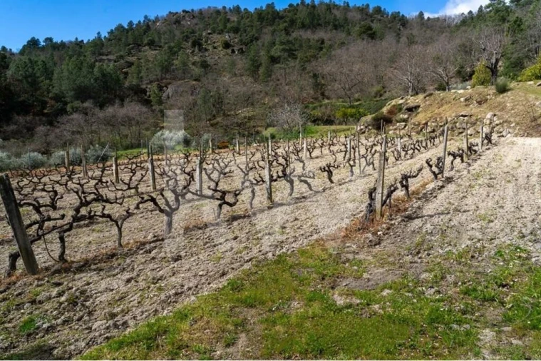 Quinta T8 para Venda em Belmonte e Colmeal da Torre Foto 77