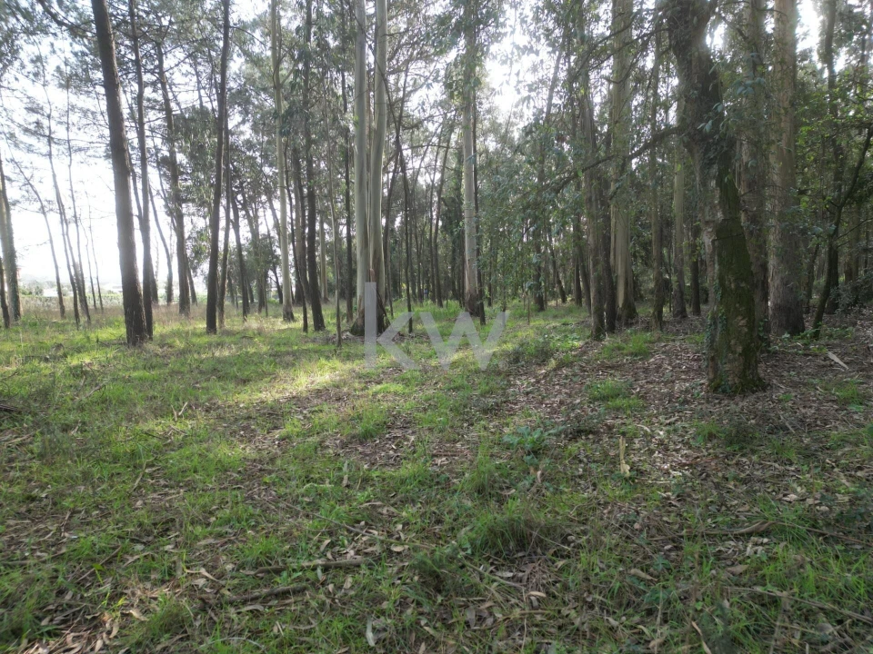 Terreno para Venda em Apúlia e Fão Foto 13
