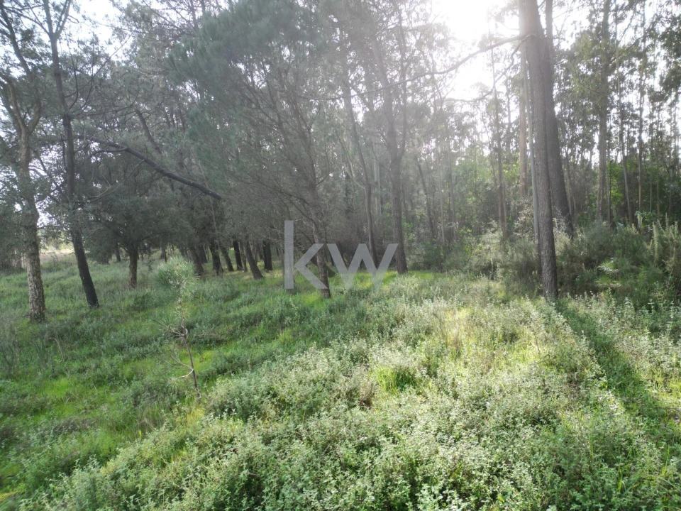 Terreno para Venda em Apúlia e Fão Foto 11