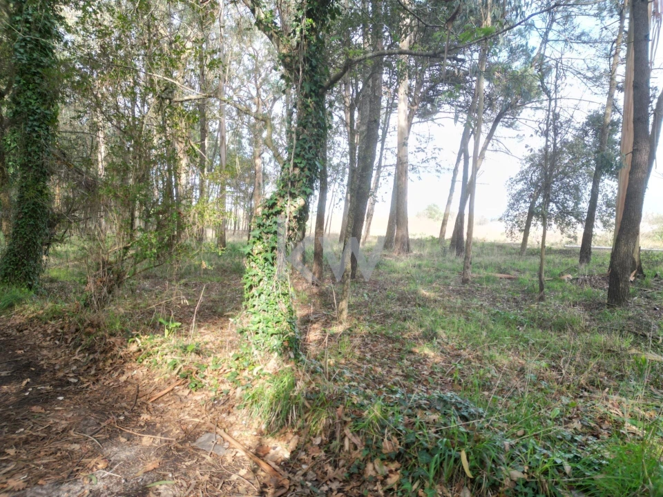 Terreno para Venda em Apúlia e Fão Foto 15