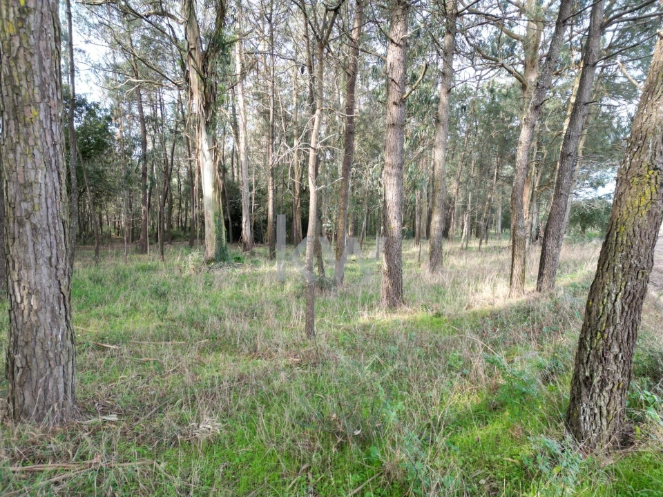 Terreno para Venda em Apúlia e Fão Foto 4