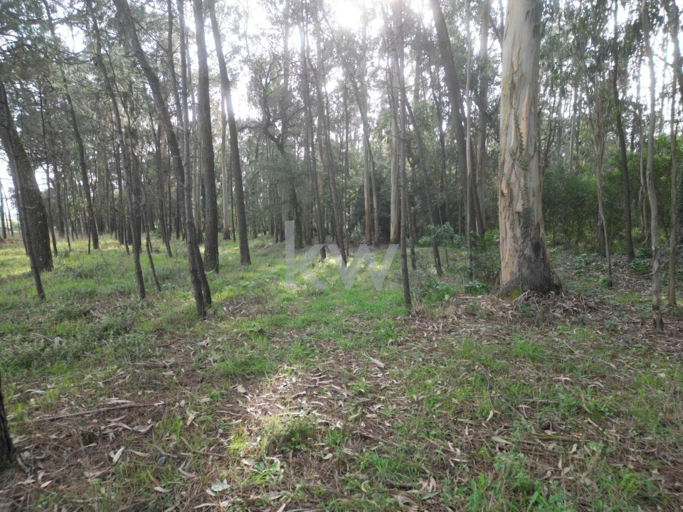 Terreno para Venda em Apúlia e Fão Foto 12