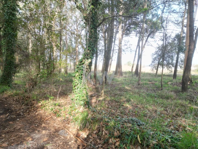 Terreno para Venda em Apúlia e Fão Foto 15