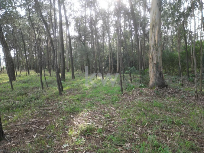 Terreno para Venda em Apúlia e Fão Foto 12