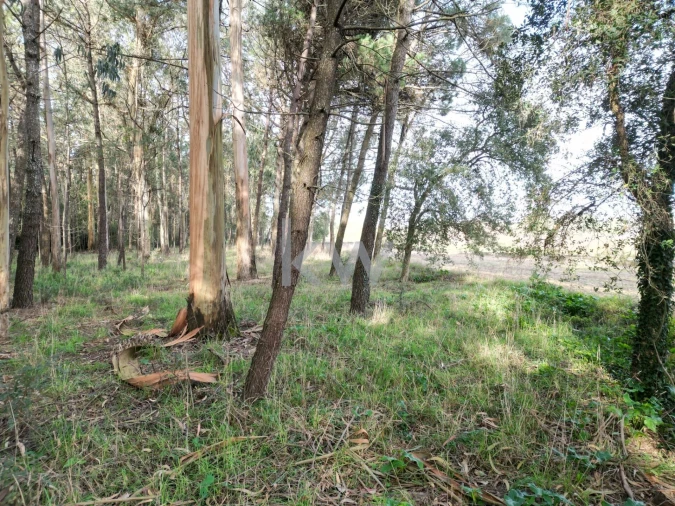 Terreno para Venda em Apúlia e Fão Foto 2
