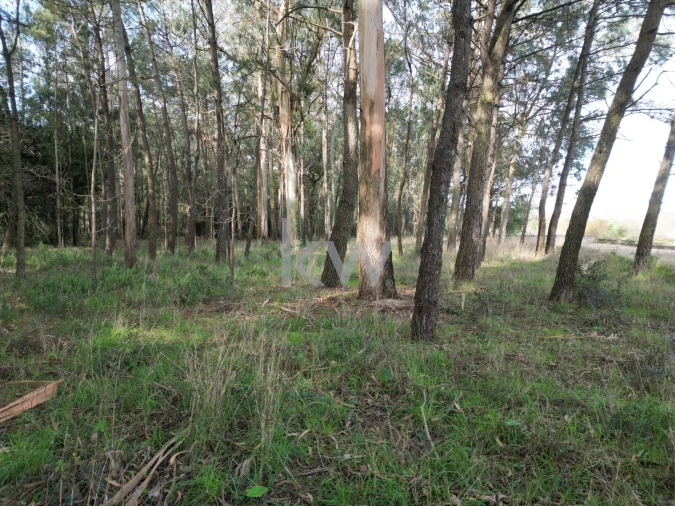 Terreno para Venda em Apúlia e Fão Foto 3