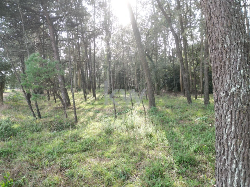 Terreno para Venda em Apúlia e Fão Foto 6