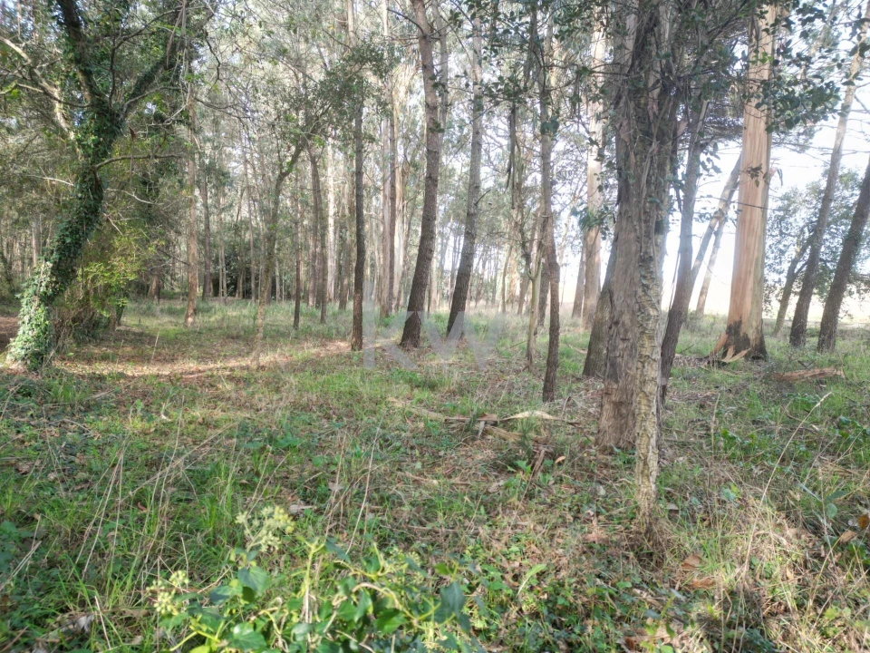 Terreno para Venda em Apúlia e Fão Foto 14