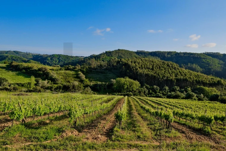 Moradia T3 para Venda em Azueira e Sobral da Abelheira Foto 6