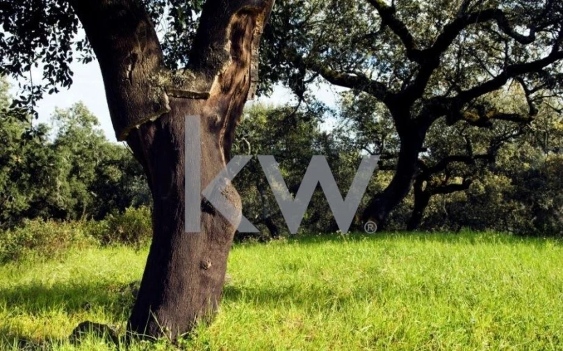 Moradia T5 para Venda em Ameixial (Santa Vitória e São Bento) Foto 6