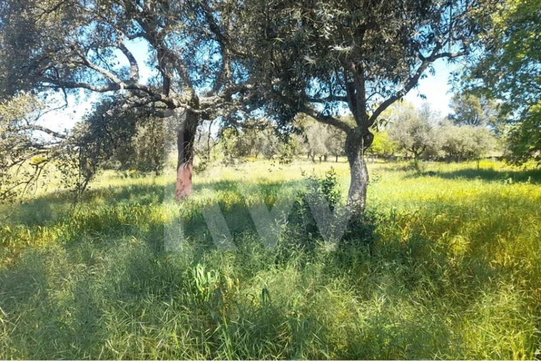 Terreno para Venda em Aranhas Foto 10