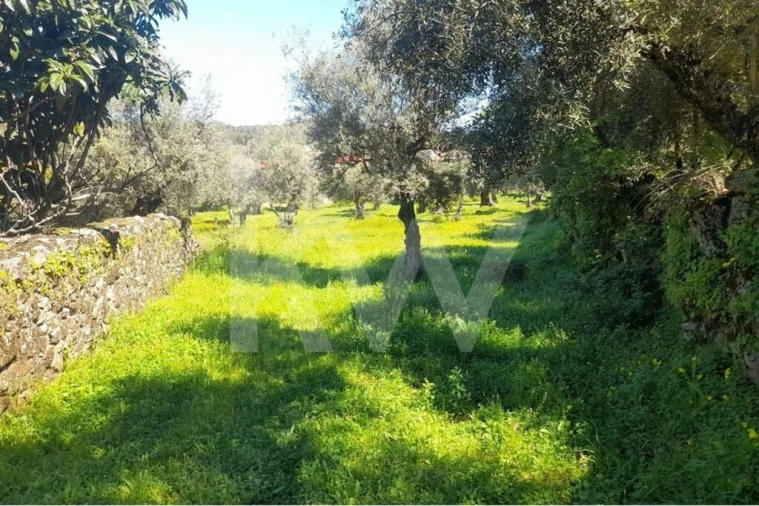 Terreno para Venda em Aranhas Foto 4