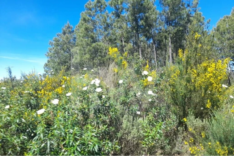 Terreno para Venda em Aranhas Foto 8
