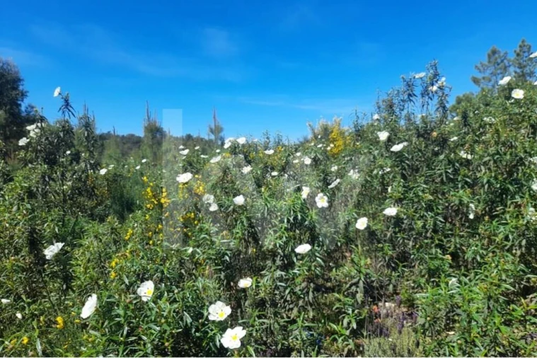 Terreno para Venda em Aranhas Foto 9