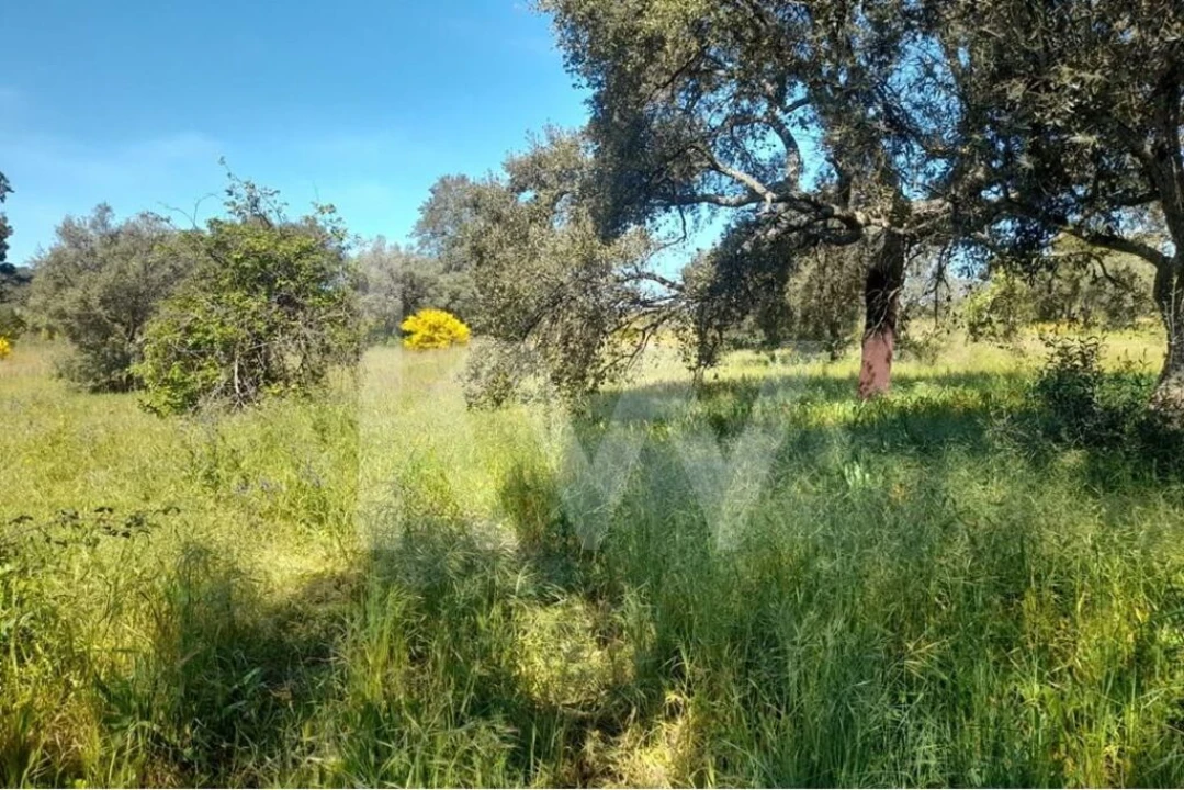 Terreno para Venda em Aranhas Foto 3