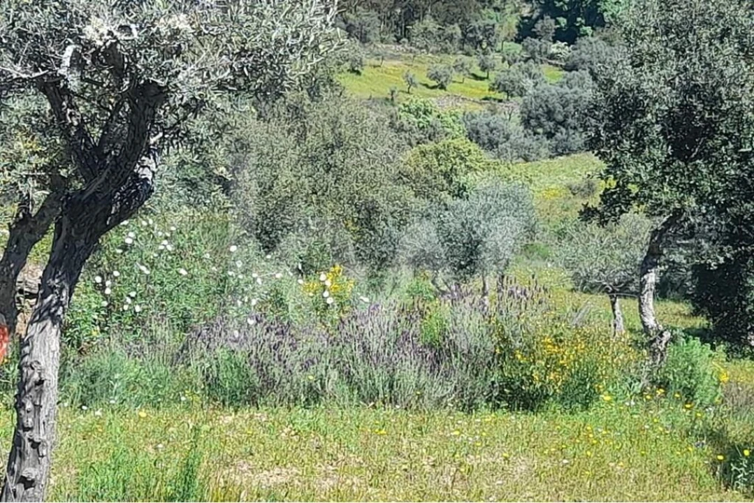 Terreno para Venda em Aranhas Foto 7