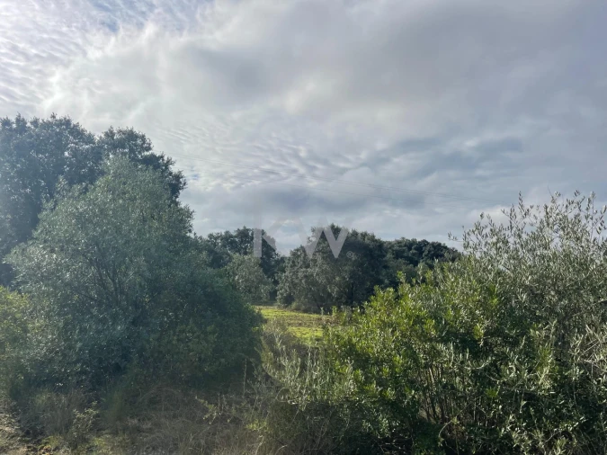 Terreno para Venda em Almoster Foto 17