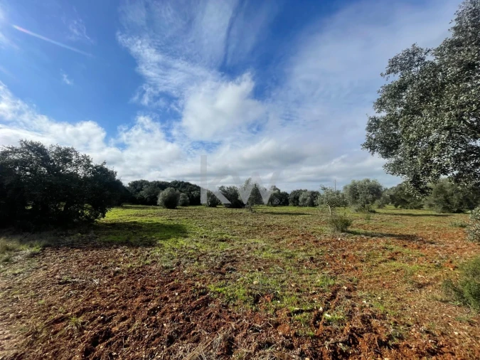 Terreno para Venda em Almoster Foto 4