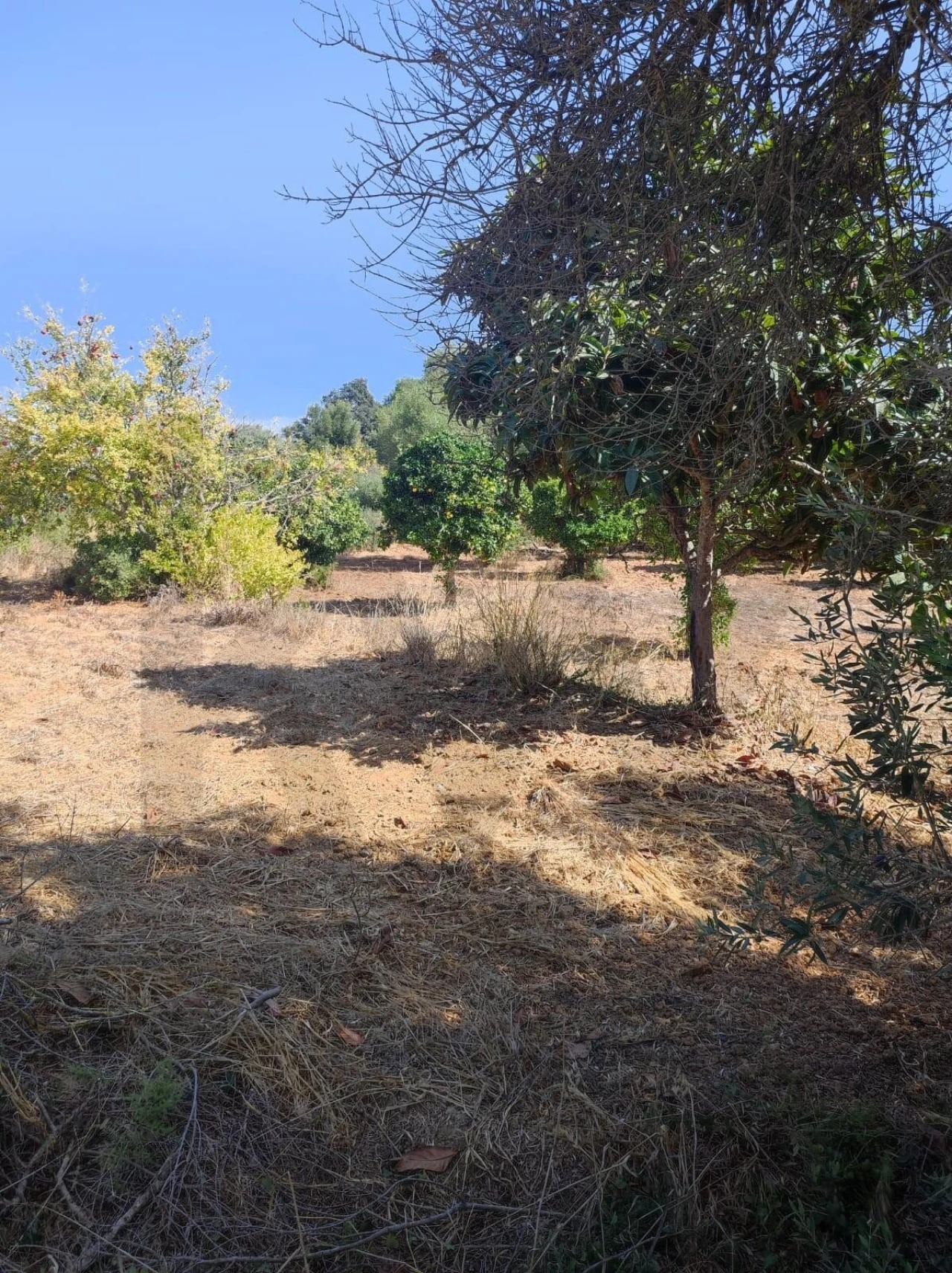 Terreno para Venda em Olhão Foto 7