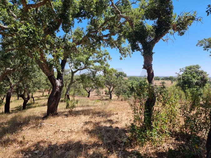 Terreno para Venda em Santiago do Cacém, Santa Cruz e São Bartolomeu da Serra Foto 30
