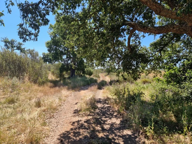 Terreno para Venda em Santiago do Cacém, Santa Cruz e São Bartolomeu da Serra Foto 13