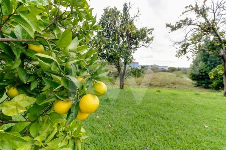 Quinta T4 para Venda em Santa Lucrécia de Algeriz e Navarra Foto 9