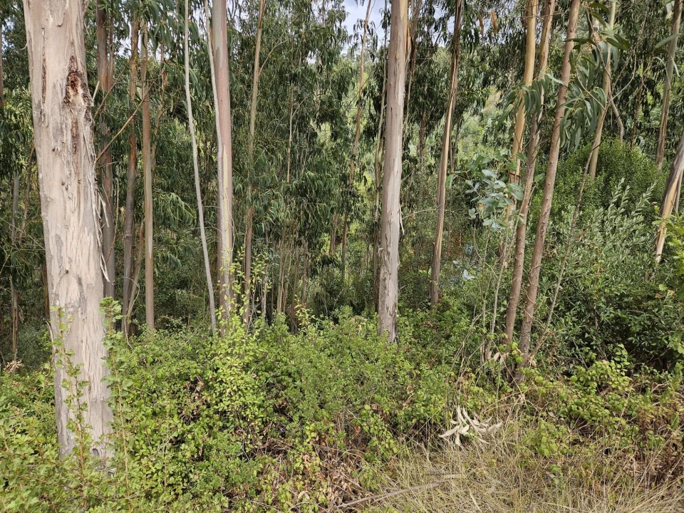 Terreno para Venda em Brasfemes Foto 21